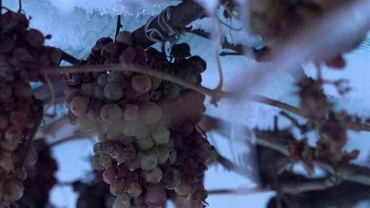 ice wine, a grape from the cold of the mountains