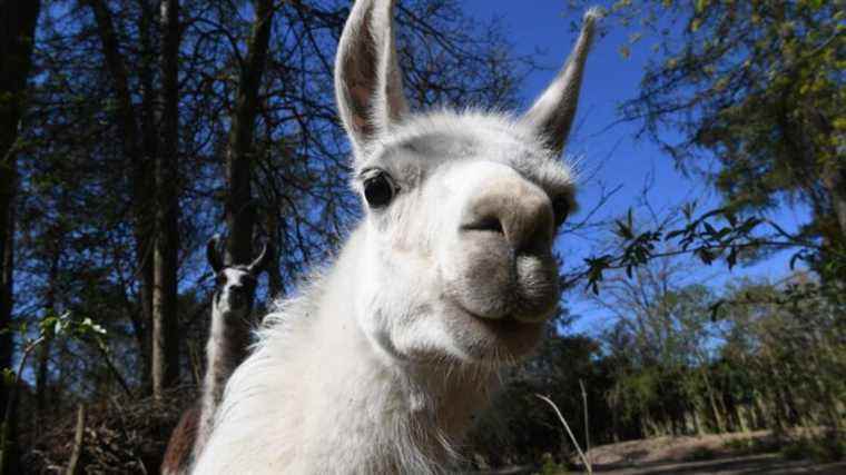 in the Hautes-Pyrénées, a walk with llamas and a visit to the Esparros chasm