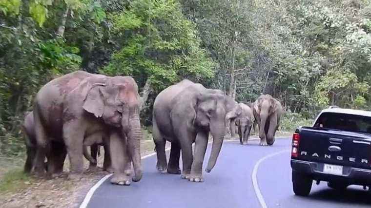 in the heart of the villages, the difficult cohabitation between men and wild elephants