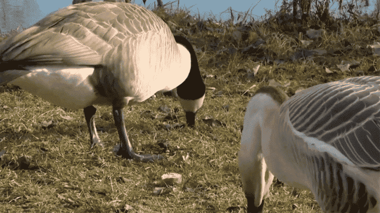 produce foie gras without stuffing the geese