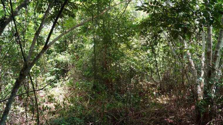 rainforests are regenerating much faster than expected, researchers say