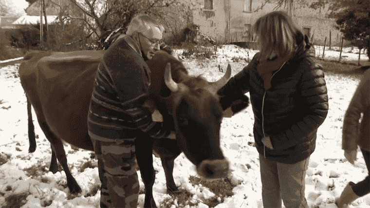 several inhabitants adopt a cow to produce their own milk