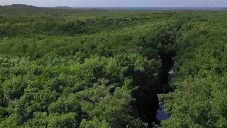 the mangrove, a green lung to be preserved