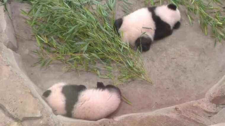 the panda twins first met the audience