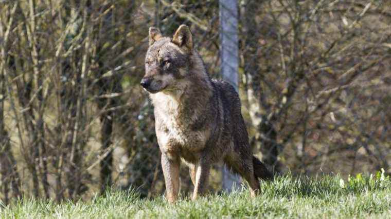 the prefecture closes a zoo after the escape of a pack of wolves