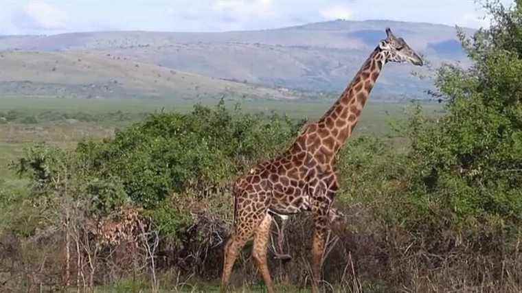 the rebirth of Akagera Park, a sanctuary for animals