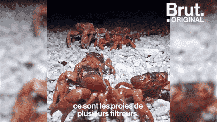 the story behind the images of the red crab migration