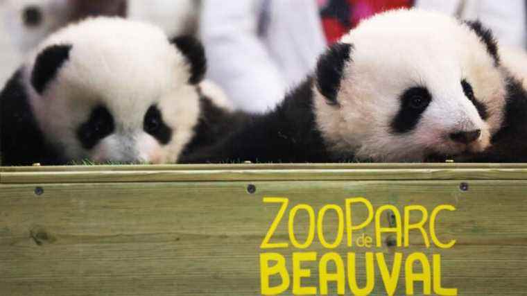 the two baby pandas born in August will be visible to visitors from December 11