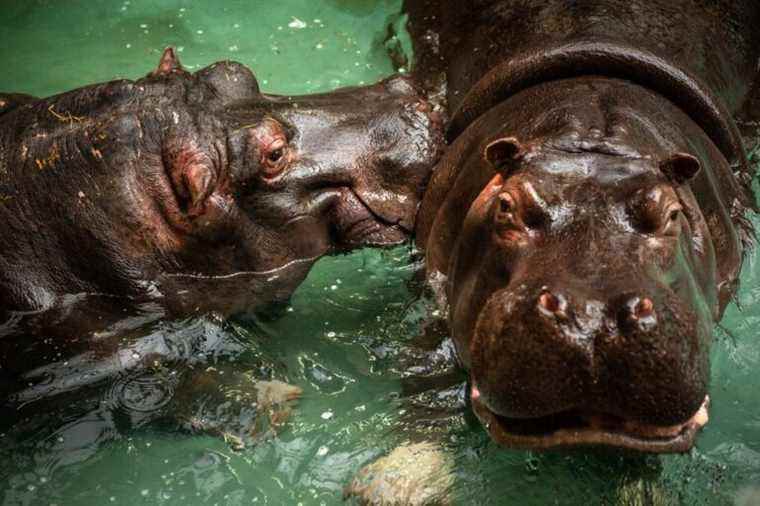 two hippos from Antwerp zoo tested positive for coronavirus