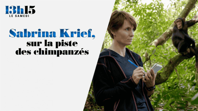 “1:15 p.m. on Saturday”.  Sabrina Krief, on the trail of chimpanzees – France 2 – January 15, 2022