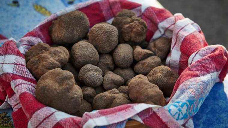 29th black truffle festival in Aups