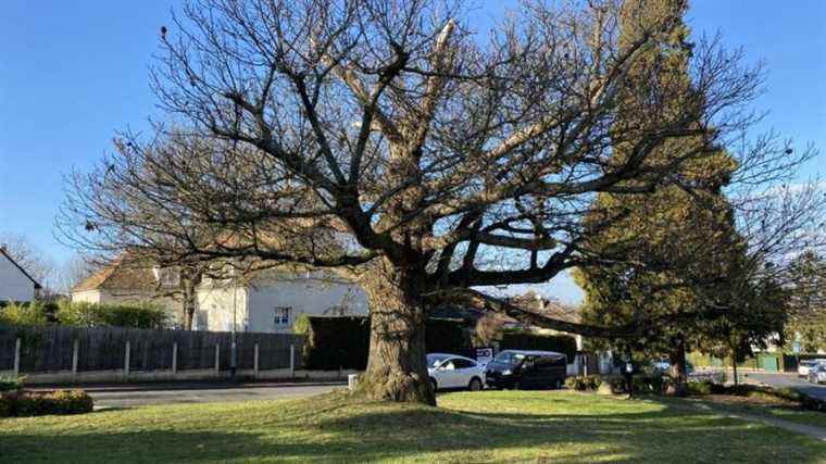 A chestnut tree from La Celle-Saint-Cloud designated the most beautiful tree in France