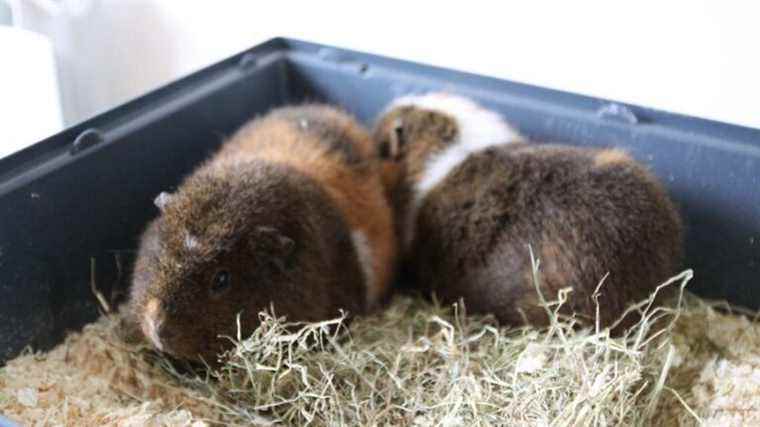 A couple will found a refuge for new pets in Evron in Mayenne