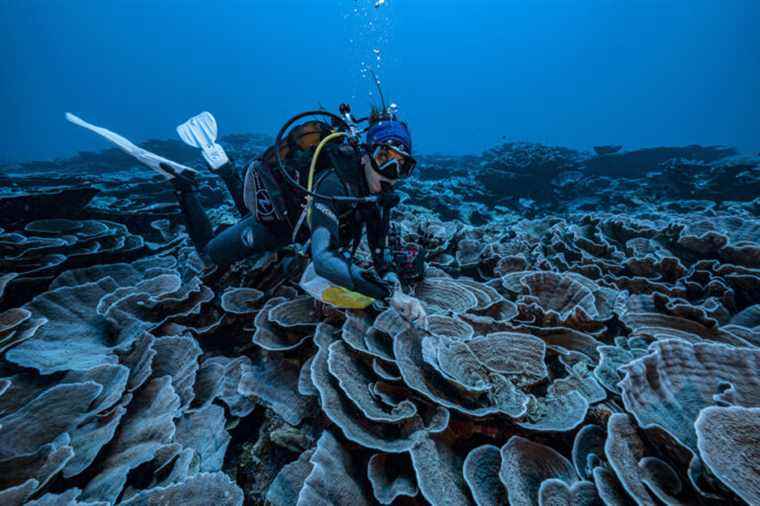 A giant rose-shaped coral reef discovered in Tahiti