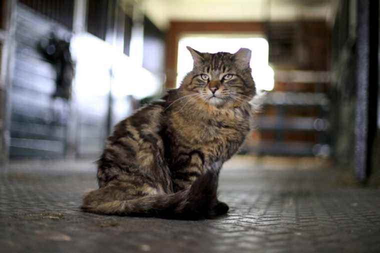 A new application has been developed to measure pain in cats