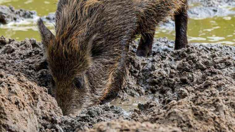 A wild boar hunt is organized at the Périgueux golf course because of the damage