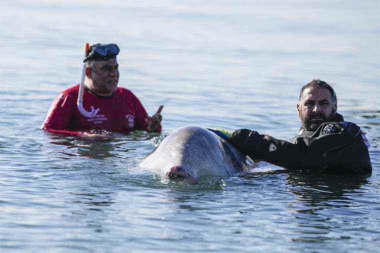 A young injured whale washes up on a beach near Athens