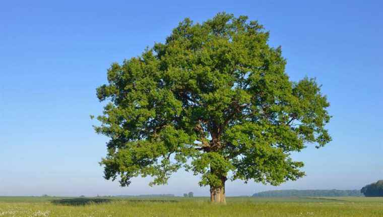 Agroforestry in Alsace with Corinne Bloch