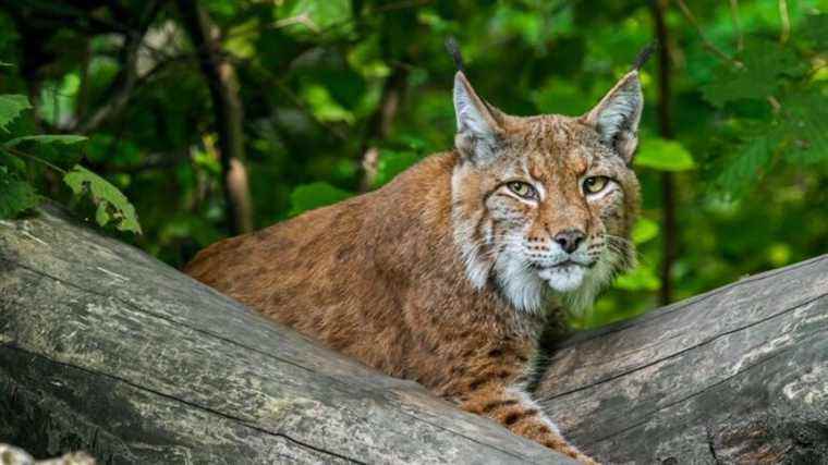 Already two lynx victims of collisions since early 2022 in Franche-Comté