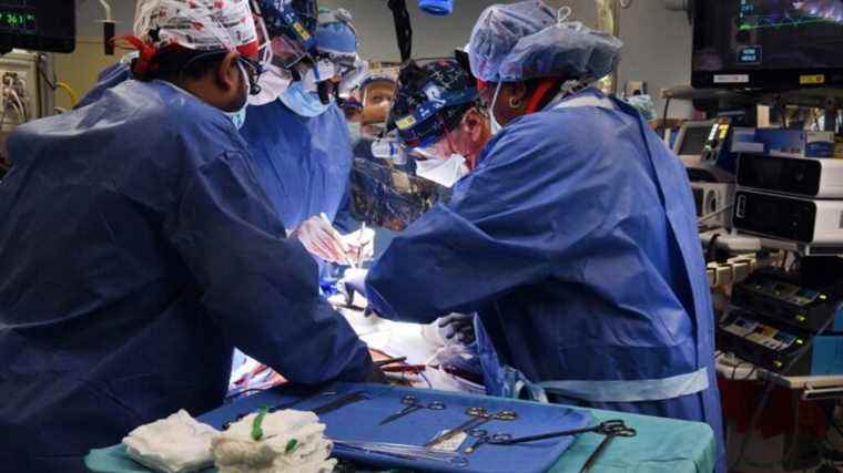 American surgeons successfully transplant pig’s heart to human for the first time