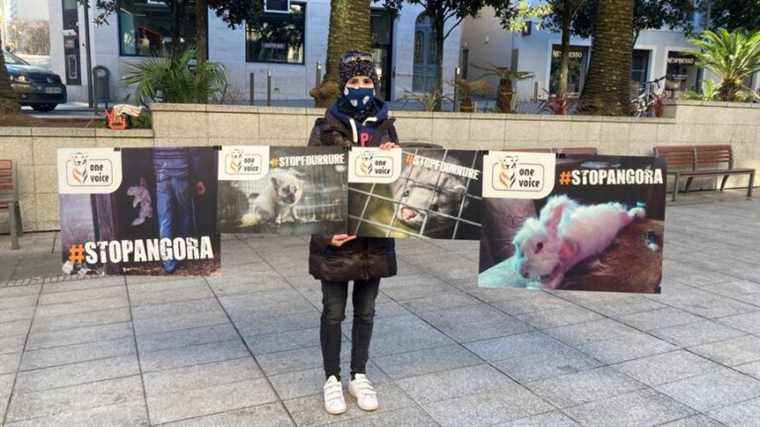 Animal rights activists demonstrate in Biarritz against Angora rabbit farms