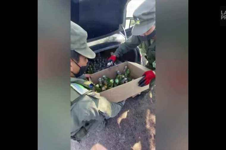 Argentina |  Police find 100 parrots in car trunk