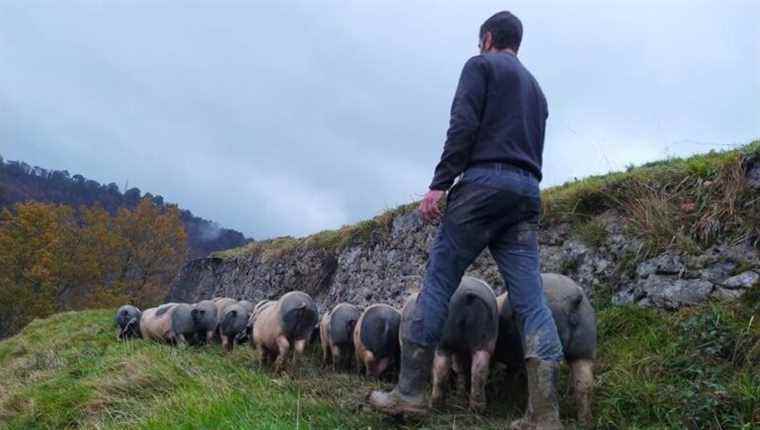 Bastien Garat raises Kintoa pigs in AOP