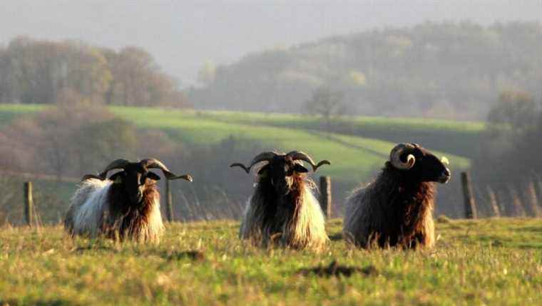 Battle of Chefs around the Lamb of the Pyrenees