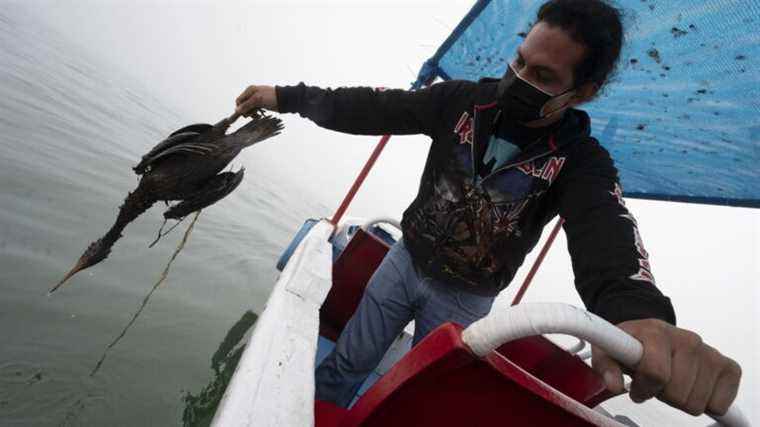 “Birds were found oiled up to 124 km from the site of the oil spill”, according to the Surfrider Foundation