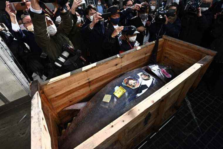 Bought by a Michelin-starred chef |  Tuna auctioned for over $ 185,000 in Tokyo