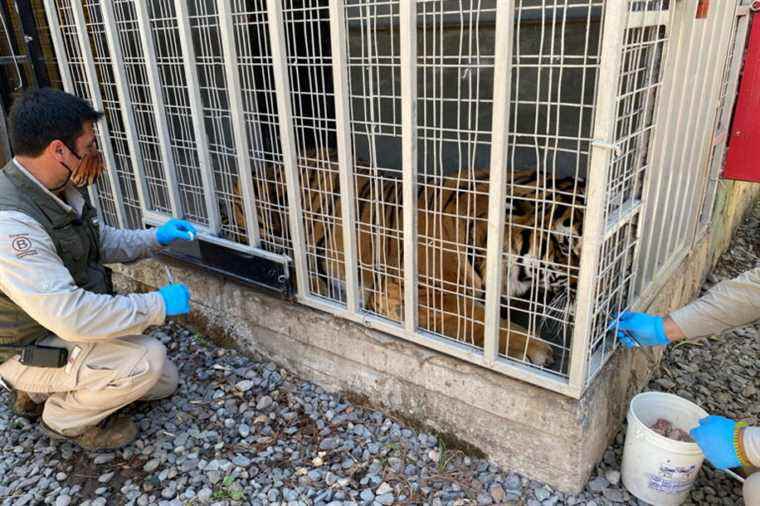 COVID-19 |  Experimental vaccination in a zoo in Santiago de Chile