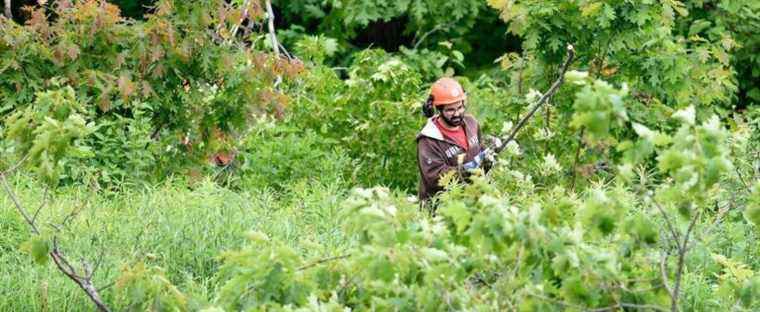 Canopy protection: A portrait of the state of Quebec’s woodlands in 6 months