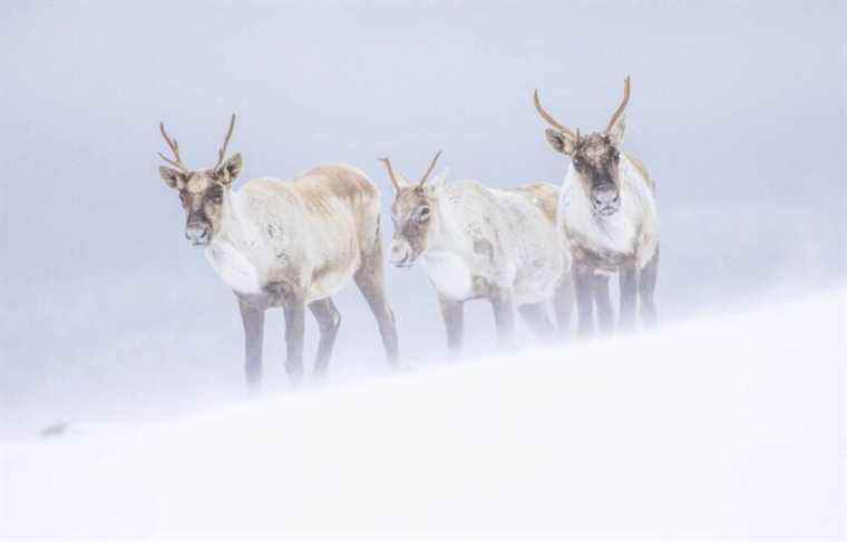 Charlevoix and Gaspésie caribou in captivity this winter