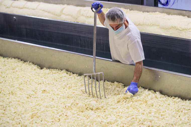 Cheese price hikes |  “Everyone should expect it”