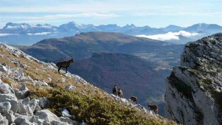 Counting the Alpine ibex in the Vercors Park