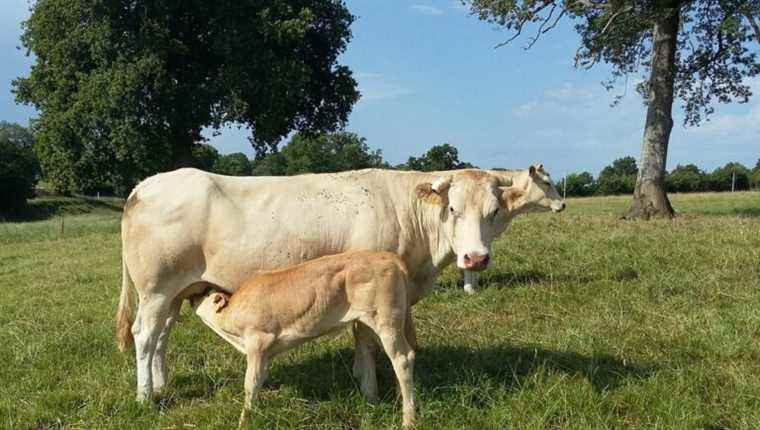 Coutant And Cow, beef farm in Mauléon