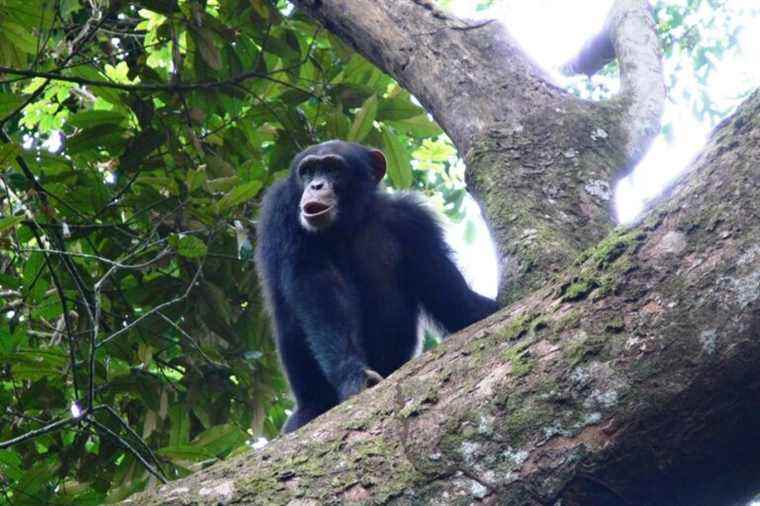 Cracking nuts is not improvised in chimpanzees