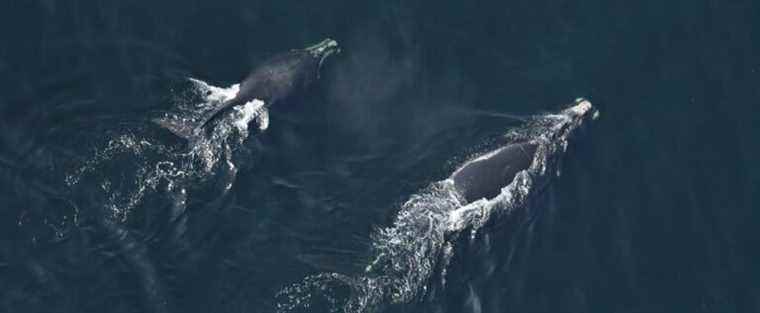 Difficult cohabitation of fishermen with right whales