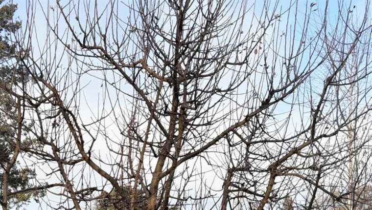 Do you know how to prune your fruit trees?