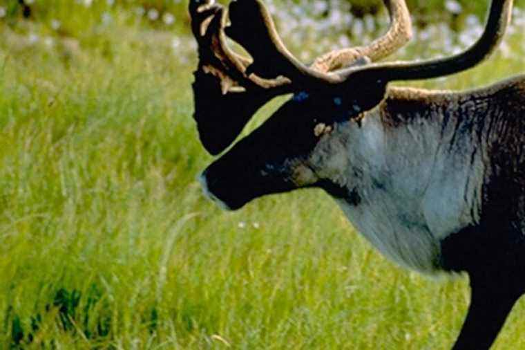 Enclosures to house caribou