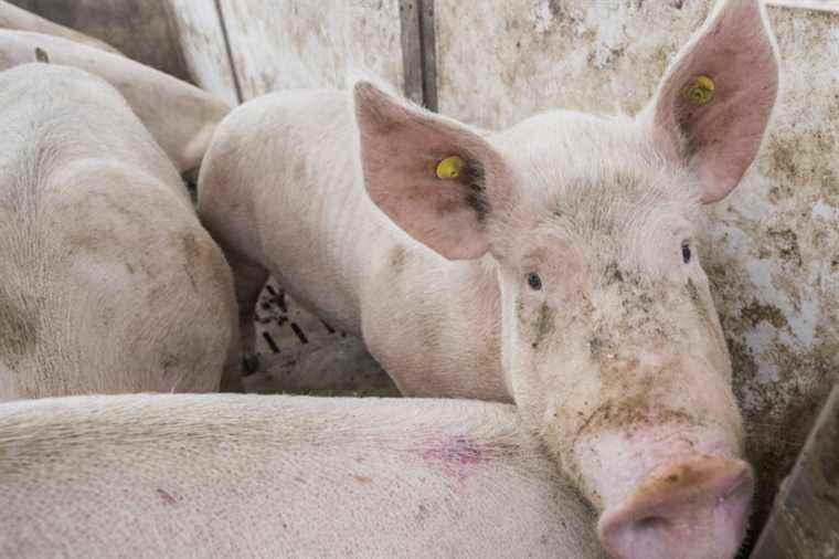 Farming |  Why build new piggeries?