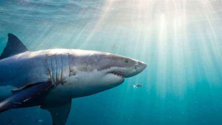 François Sarano, the man who dives with sharks