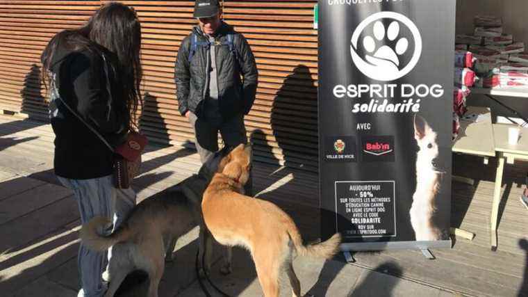 Free croquettes and canine advice, the Esprit Dog company carried out its first solidarity operation in Nice