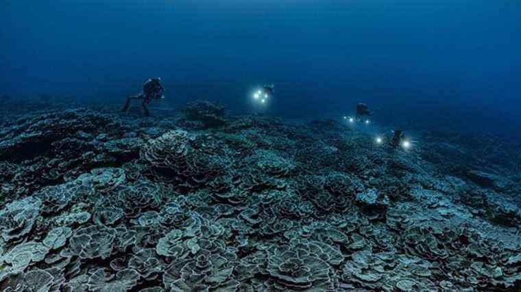 Giant healthy rose-shaped coral reef discovered off Tahiti