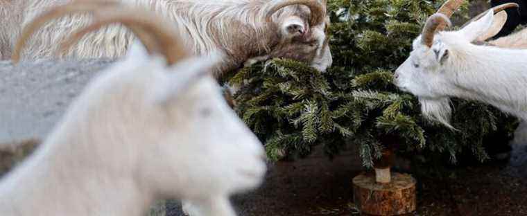 Goats feast on old Christmas trees