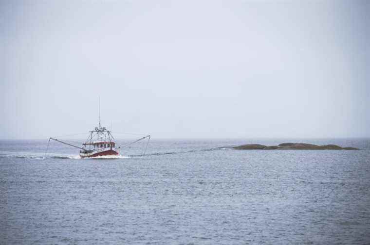 Gulf of St. Lawrence |  Squid seek fishermen