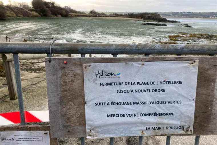 Hillion Beach has been closed for six months due to green algae: a record!