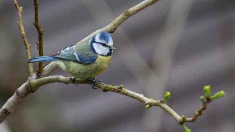 How about counting the birds in the garden this weekend in Burgundy?