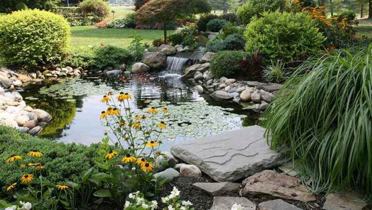 How to maintain your garden pond