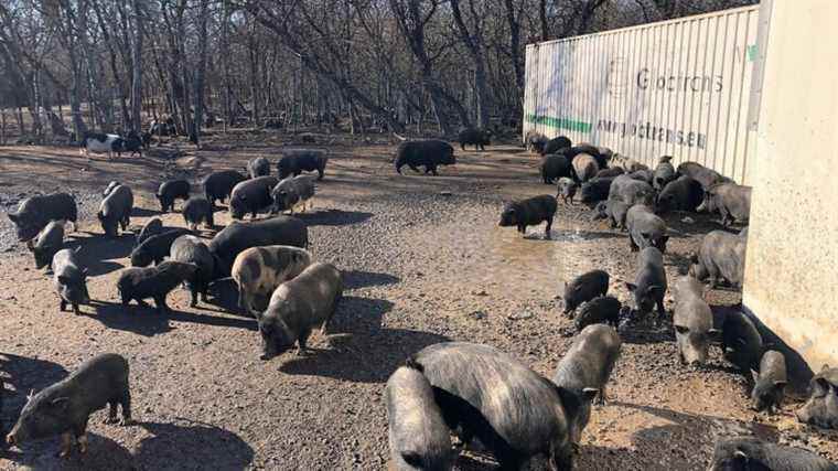 Hundreds of stray pigs have been invading Marignane for months